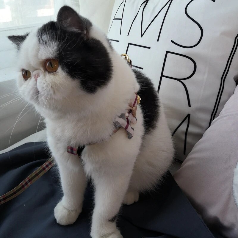 2pcs/set Pet Vest Lovely Colla - đánh giá và giá Off White Belt